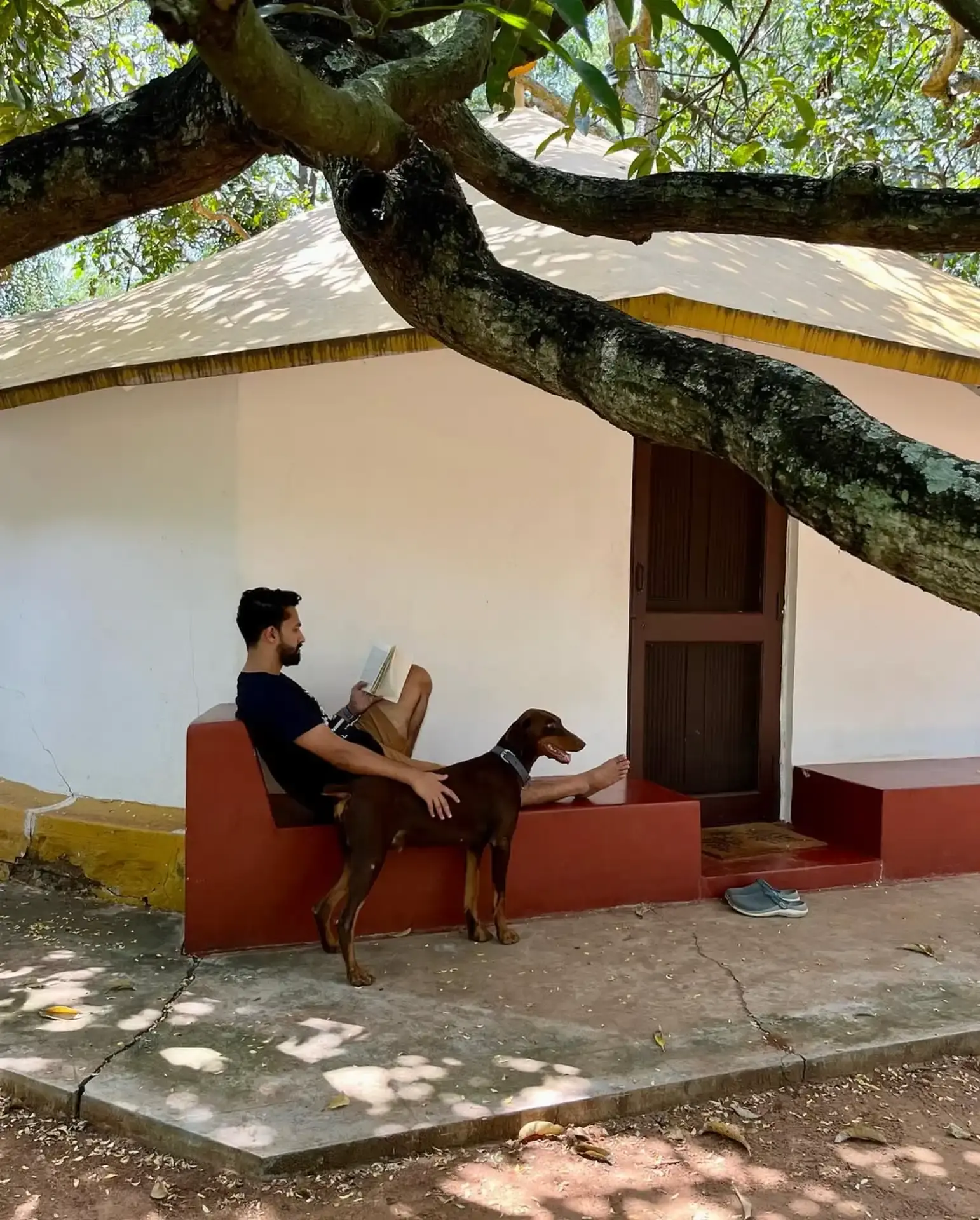 Hammock between mango trees